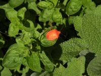 /album/insetti1/dscn3550-2-hf-c-jpg/